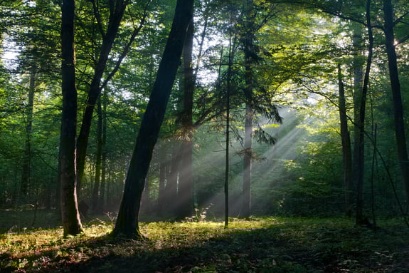 Skog